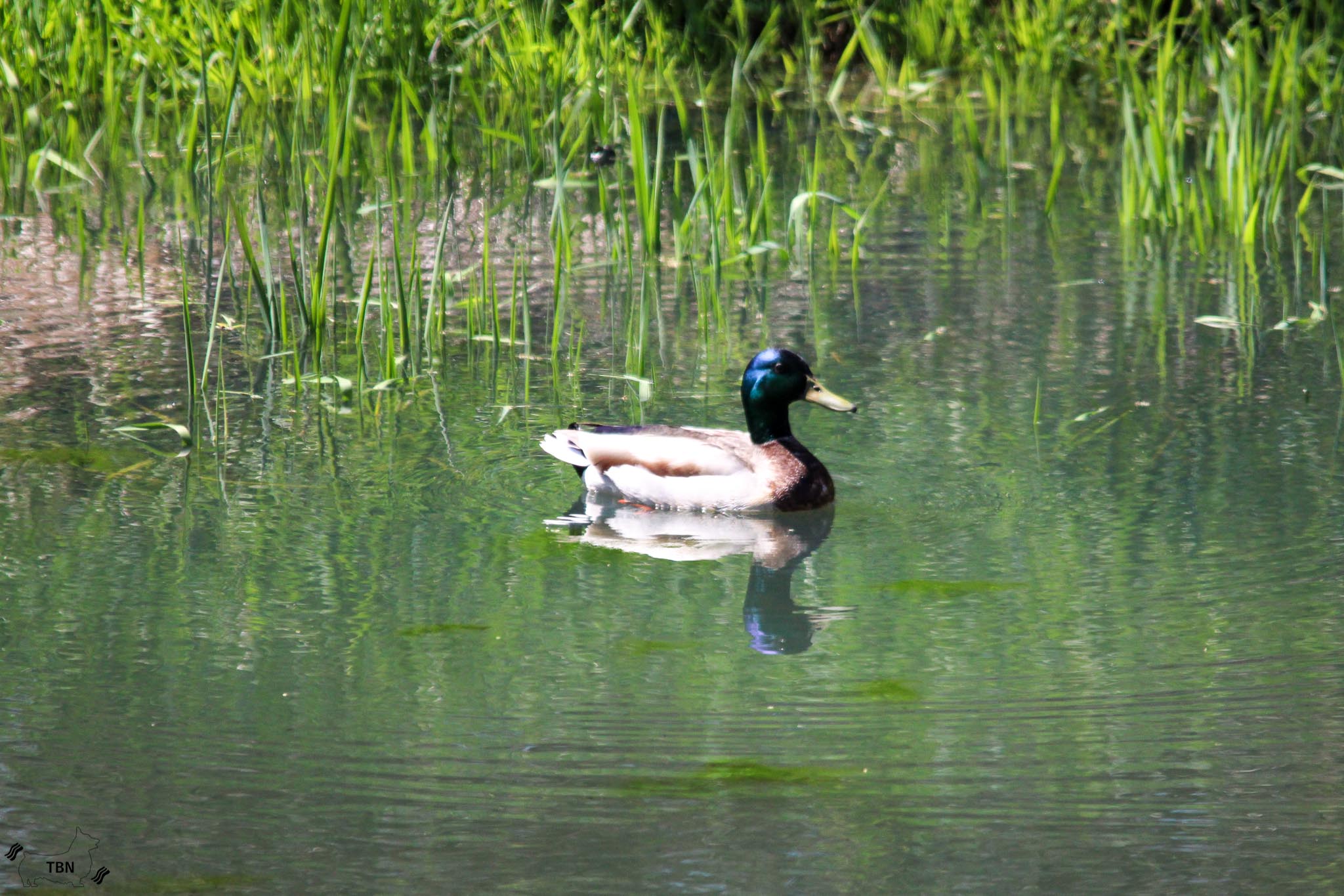 Mallard
